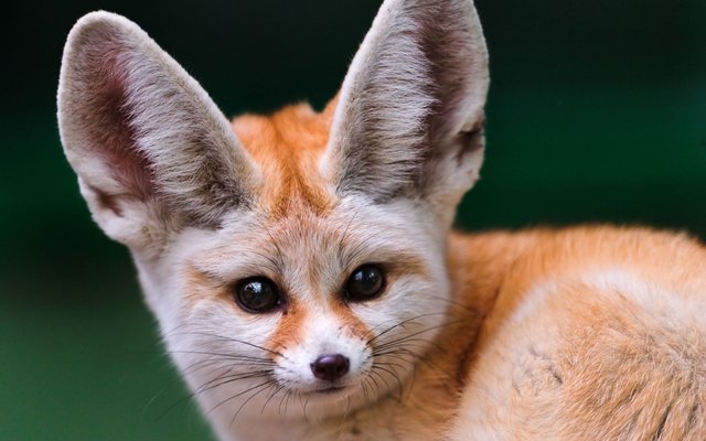 Fennec Foxes.jpg