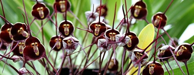 monkey-face-orchid.jpg