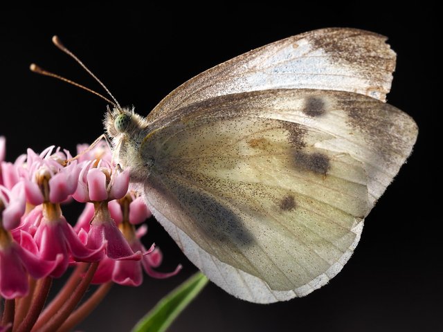 P8051299 butterfly.jpg