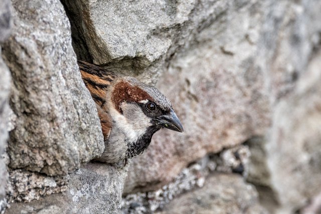 House Sparrow.JPG