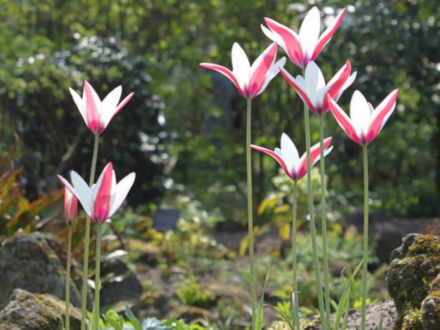 Tulipa-clusiana-Lady-Tulip1.jpg