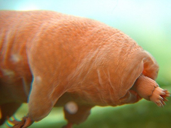 5-Reasons-The-Tardigrade-Is-Natures-Toughest-Animal-590x442.jpg