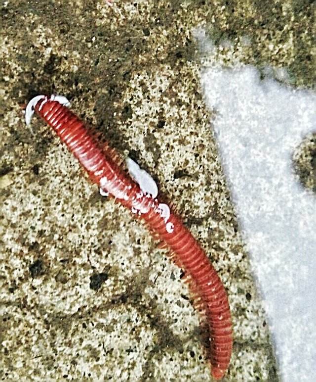 Millipede Kaki Seribu Steemit