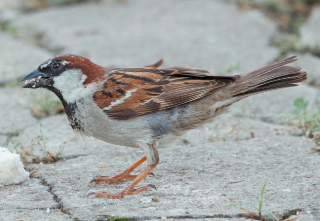 sparrow0908.JPG