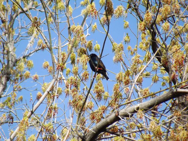 birds of paradise, starling,  photography by jeronimo rubio, 2018, all rights reserved, nature (1234).jpg