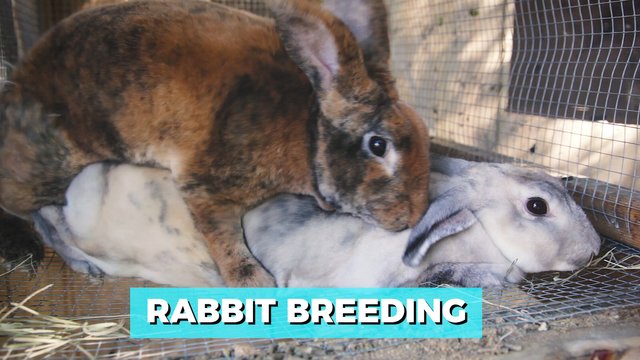 Rabbit Breeding.jpg