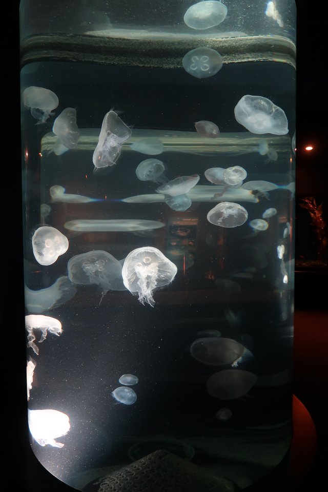 Jelly fish The Tennessee Aquarium in Chattanooga.JPG