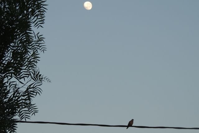 nikon9-10-17 001.JPG