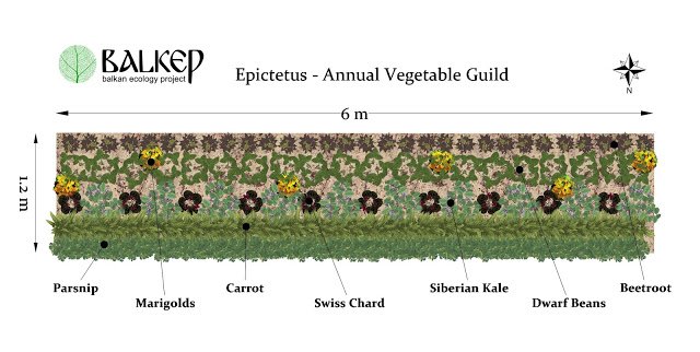 Epictetus planting scheme.jpg