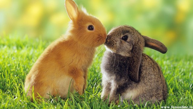 cute-bunny-wallpapers-For-Desktop-Wallpaper.jpg