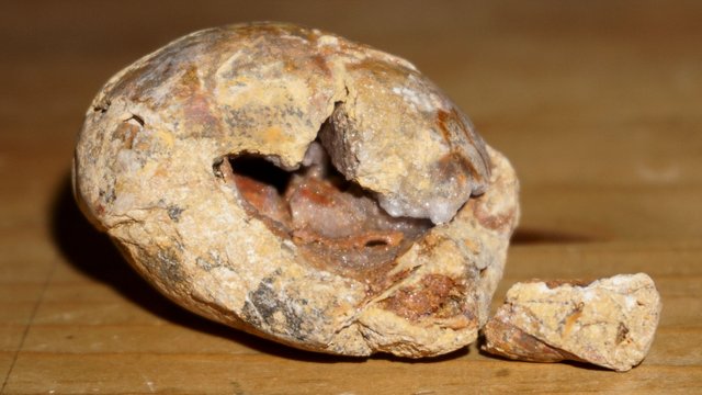 fossile 1.JPG