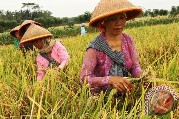 4. PETANI PADI.jpg