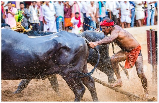 man-and-beast-flexing-muscles-at-a-kambala-race_pj-800x519.jpg