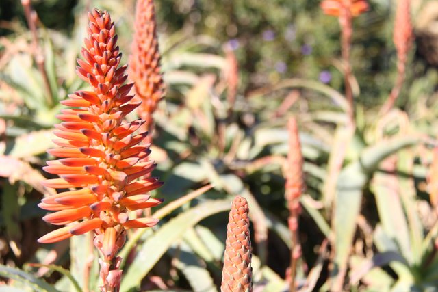 Aloe flowers.jpg