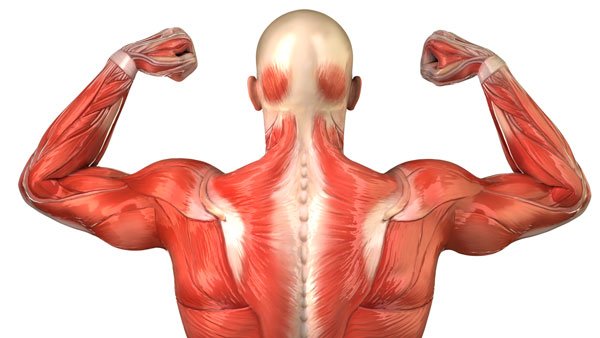 parts-of-muscular-system.jpg