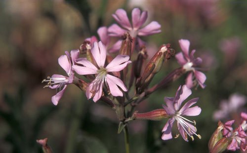 gibraltar-campion.jpg