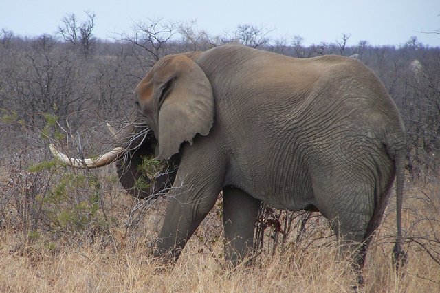 KNP Satara-Lower Sabi 2009 638.JPG