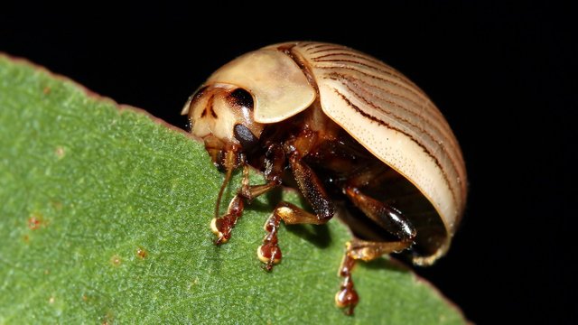 Insects Coleoptera Chrysomelidae Paropsisterna intacta BY Tas 2018-02-11 n1.jpg