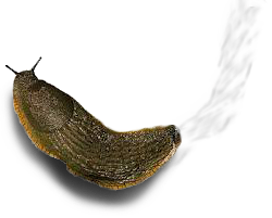 slug.png