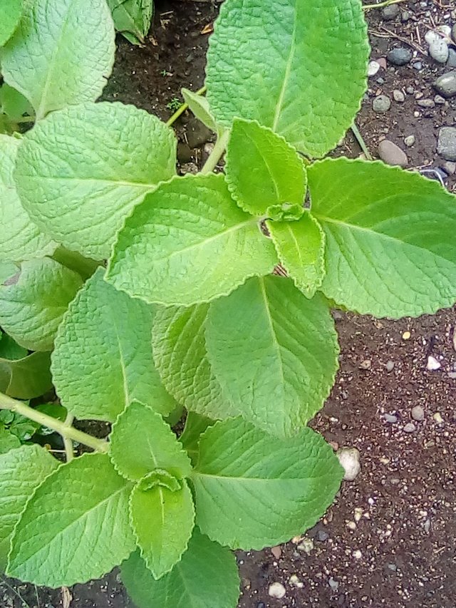 IMG_20170101_090640.jpg