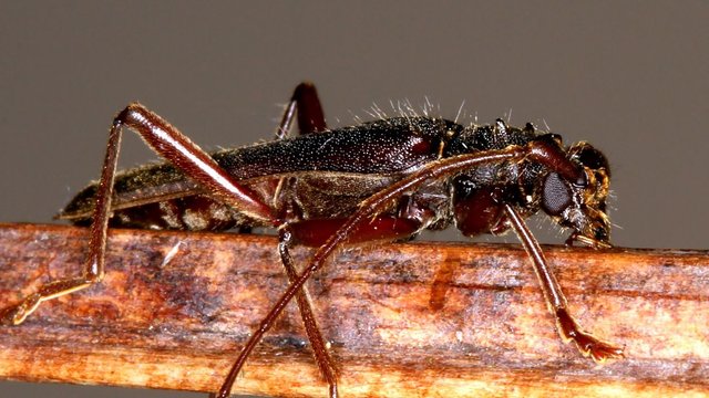 Cerambycidae Phlyctaenodes pustulosus n2.jpg