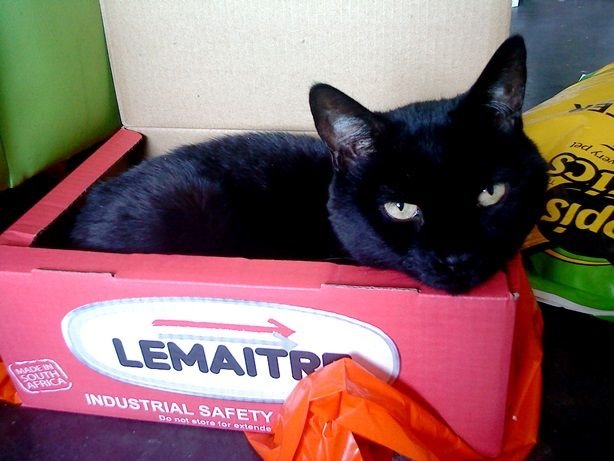 earnest in box.jpg