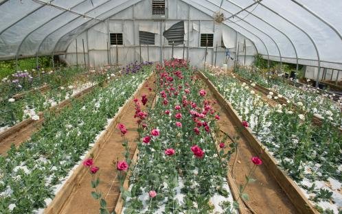 cut flower hoop house.jpg