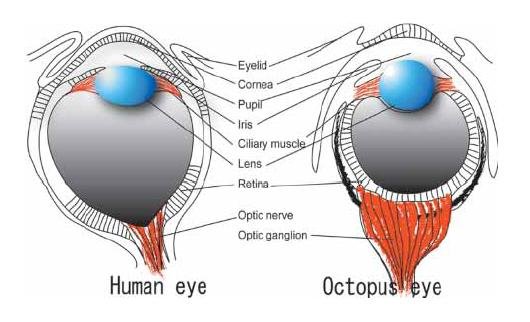 Ogura et al 2004 - Octopus and Human eyes.JPG