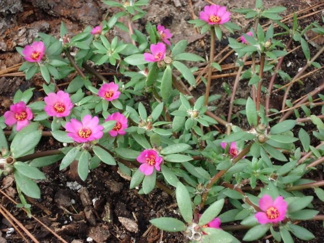 portulaca.jpg