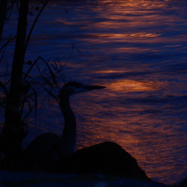 heron sunset.jpg