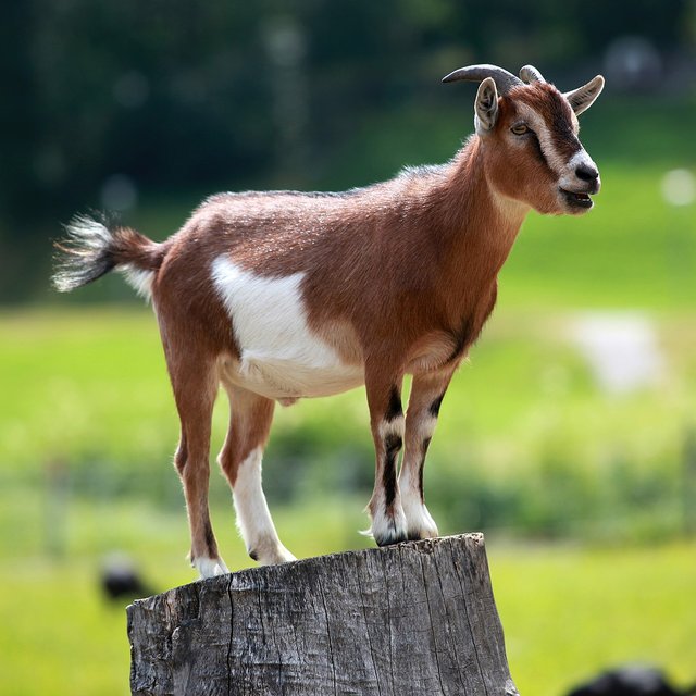 kambing.jpg