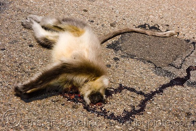 4071189787-road-kill-dead-langur-monkey.jpg