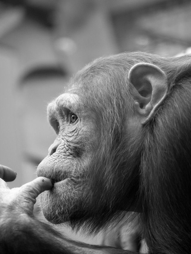 concerned ape.jpg