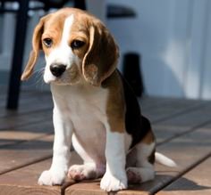 2e658d0502513e3d6f1cf05e2f1c9fbc--cute-posts-beagle-puppies.jpg