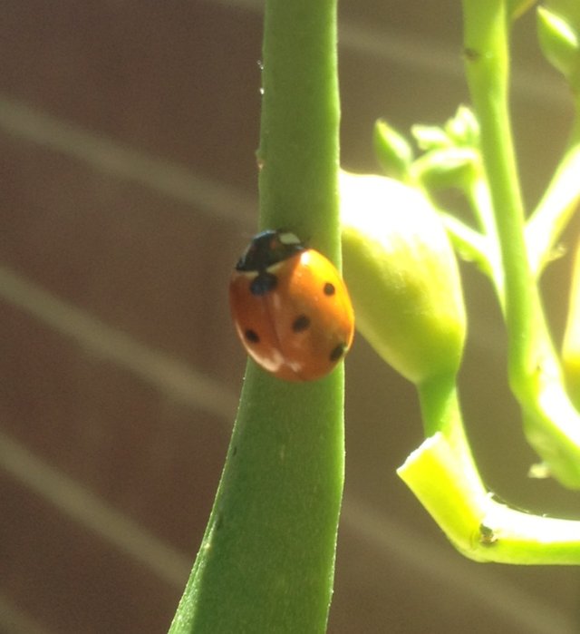 Lady Bug....jpg