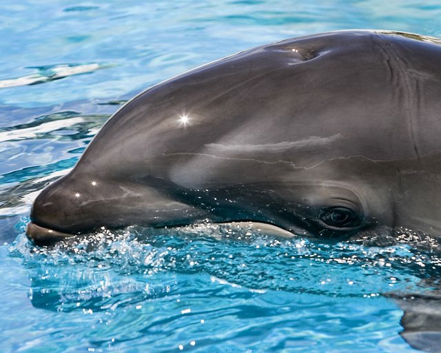 Bottlenose Dolphin + False Killer Whale = Wholphin.jpeg