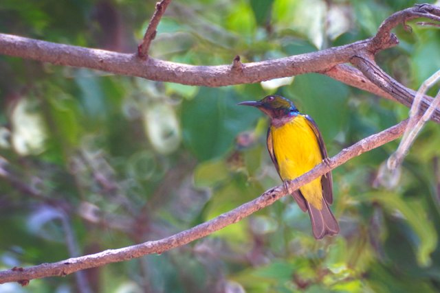 bsunbird2.jpg