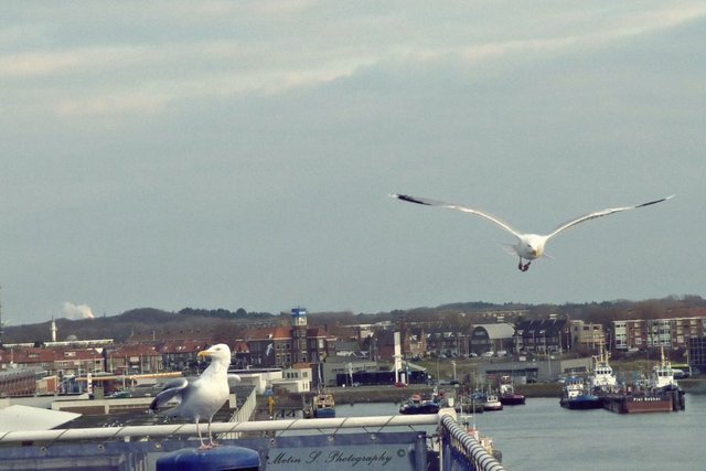 amsterdam harbor.jpg