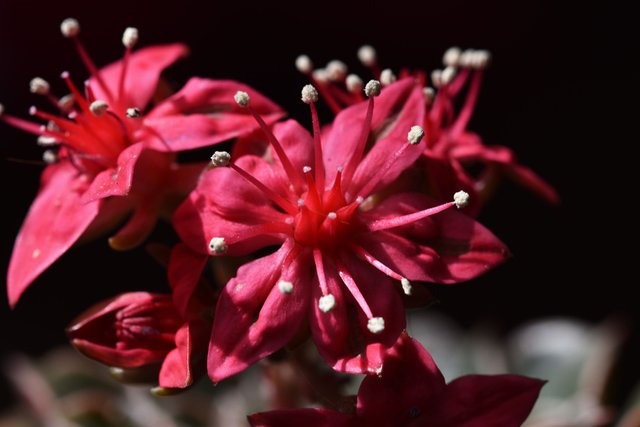 Graptopetalum Belum flower 1.jpg