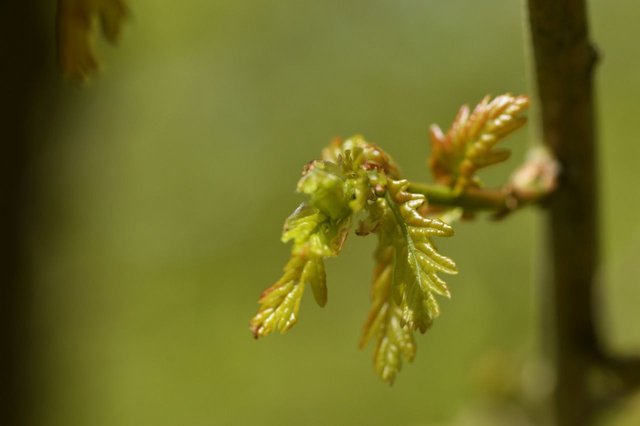 118126642876 - oak buds.jpg