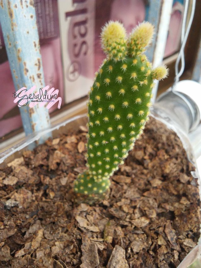 cactusopuntia.jpg