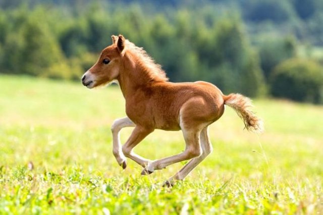 Pictures-of-Horses-Running-in-Field-25.jpg