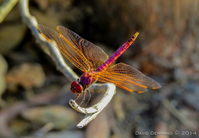 Trithemis annulata.jpg