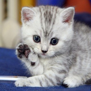 small-cute-cats-cuties-cats-cats-wallpaper-cats-pics-funny-cats-pics.jpg