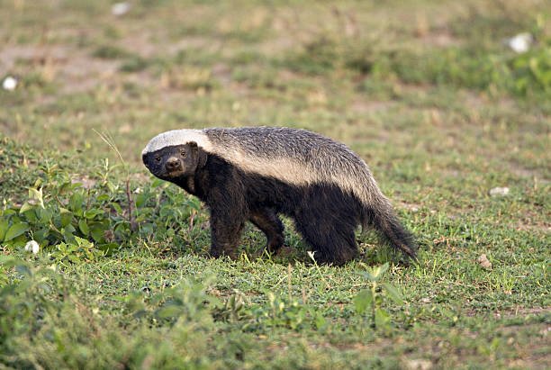 ratel-or-honey-badger-mellivora-capensis-hunting-for-rodents-and-picture-id130792337.jpg