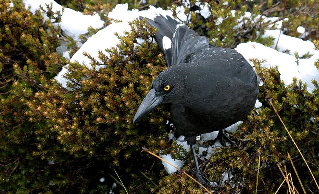 Black currawong.jpg