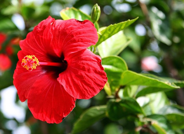 Hibiscus_Brilliant.jpg