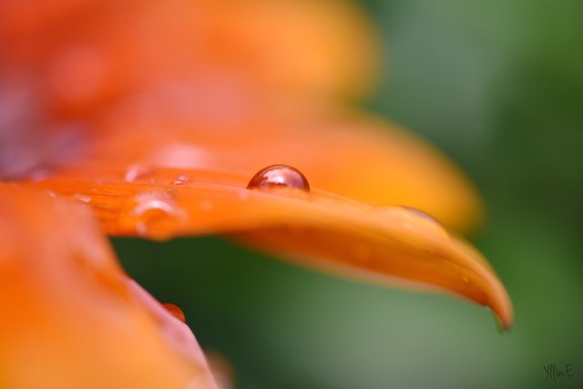 drop on flower.JPG