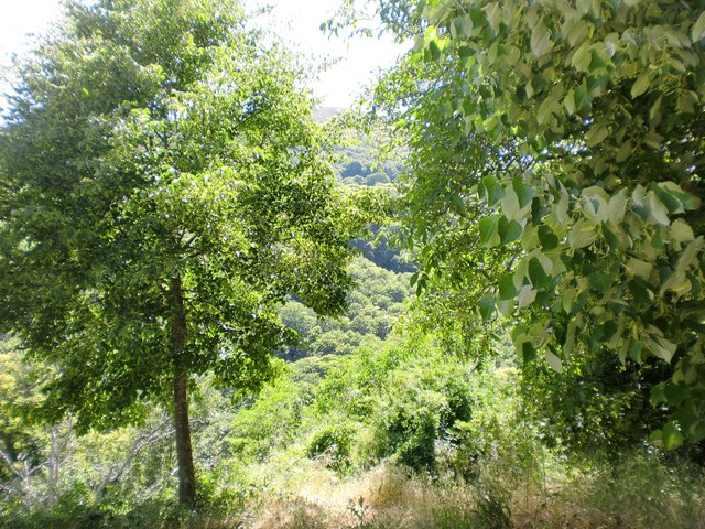 espesura valle del silencio.JPG