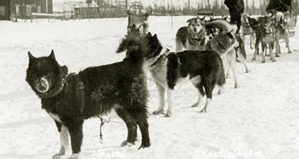 img_historia_de_balto_el_perro_lobo_que_se_convirtio_en_un_heroe_22754_paso_0_600.jpg